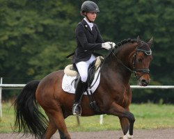 dressage horse Vodka Absolut (German Riding Pony, 2006, from Vivaldi)