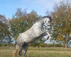 horse Narcoma (Zweibrücken,  )