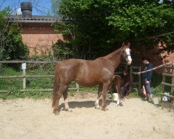 Zuchtstute Rhapsodette van het Sonnishof (Belgisches Warmblut, 1994, von Landgraaf)