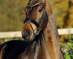 dressage horse Distelgold (Deutsches Sportpferd, 2015, from Distelzar)