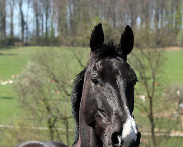 Springpferd Sir Black Diamond S (Hannoveraner, 2012, von Surprice)