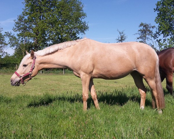 broodmare Danny's Girl 2 (German Riding Pony, 2012, from Danny Gold)