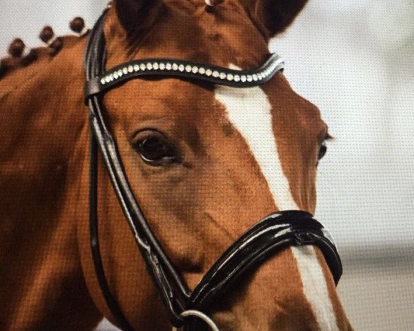 dressage horse Lissara la bonne (Rhinelander, 2010, from Lissaro)