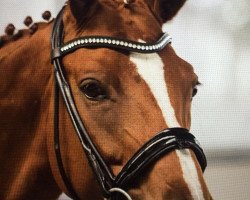 dressage horse Lissara la bonne (Rhinelander, 2010, from Lissaro)