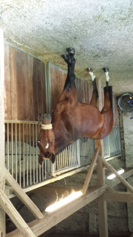 jumper Alassio's Youngster S (Bavarian, 2008, from Alassio's Boy)