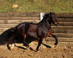 Pferd Rhencullen Smokey Joe (Welsh-Cob (Sek. D), 2000, von Menai Sparkling Image)