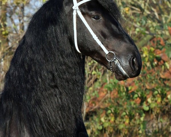 stallion AArnold 471 (Friese, 2008, from Wikke 404)