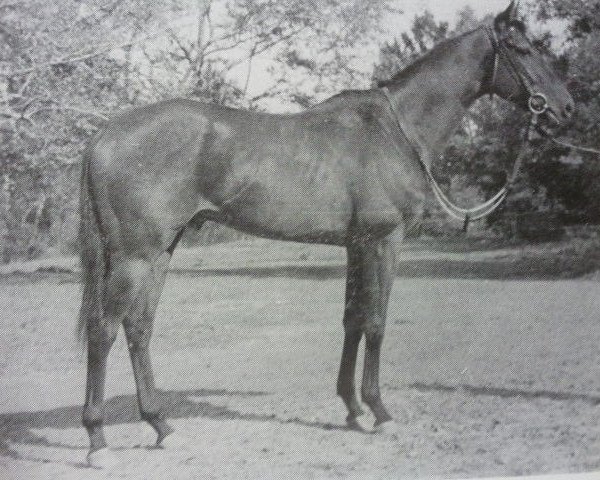stallion Kadyks xx (Thoroughbred, 1966, from Taurów xx)
