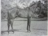 stallion Kadyks xx (Thoroughbred, 1966, from Taurów xx)