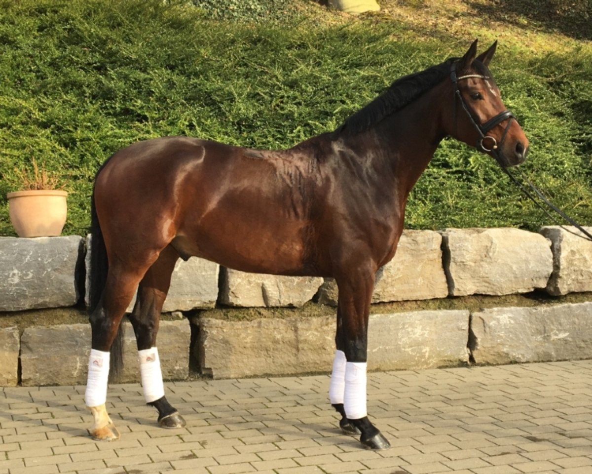 Dressurpferd San Fernando 32 (Oldenburger, 2011, von San Amour I)