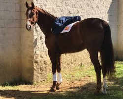 dressage horse Niro (Hanoverian, 2010, from Dancier)