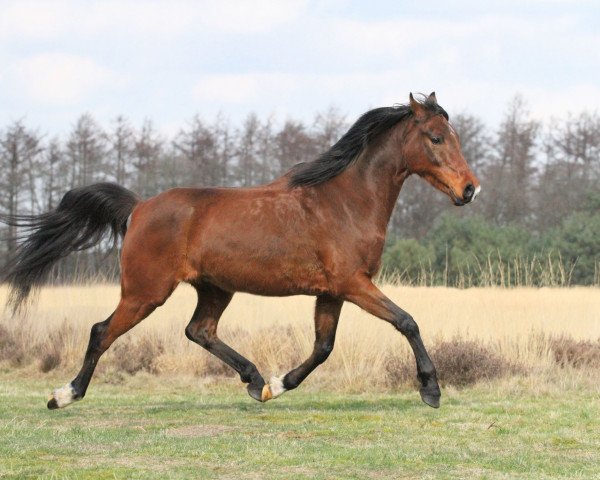 horse Solero (Nederlands Rijpaarden en Pony, 2005, from Sjapoer ox)