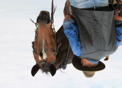 dressage horse Fuchur (Hanoverian, 1993, from Feiner Stern)