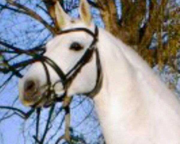 horse Contago (Holsteiner, 1991, from Corrado I)