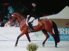 dressage horse Cyrano le beau 2 (Holsteiner, 2007, from Cassis)