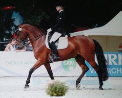 dressage horse Cyrano le beau 2 (Holsteiner, 2007, from Cassis)