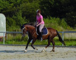 dressage horse Golden-Goofy (Deutsches Reitpony, 2008, from Gentleman)