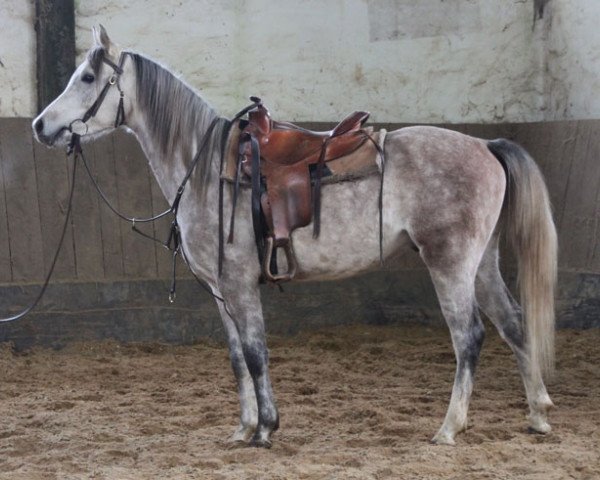 horse Elior (Arabian thoroughbred, 2014)