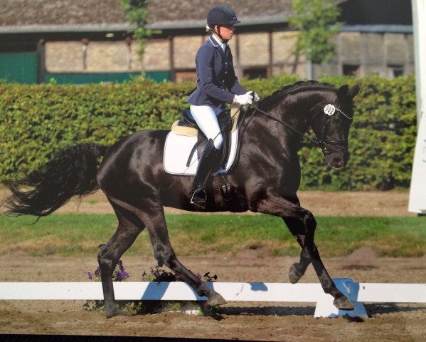 dressage horse Sun of Melbecke (Westphalian, 2010, from Son of Cologne)