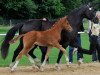 broodmare Estella (Hanoverian, 2006, from Escudo I)