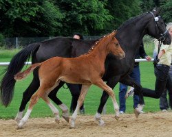 broodmare Estella (Hanoverian, 2006, from Escudo I)