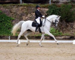 dressage horse Zampa-Nova (unknown, 2002)