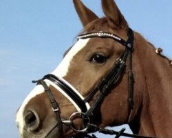 dressage horse Lightness (Oldenburg, 2008, from Light On OLD)