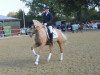 dressage horse Constantin WK (German Riding Pony, 2010, from Joldis Charmant)