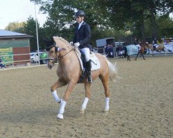 dressage horse Constantin WK (German Riding Pony, 2010, from Joldis Charmant)