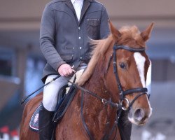 Springpferd Sarenka (Polnisches Warmblut, 2013, von Markies V)