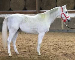 horse Bezan (Arabian thoroughbred, 2013)