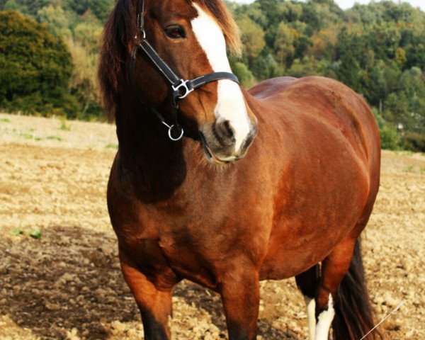 Pferd Cascob Excalibur 86 (Welsh-Cob (Sek. D), 2002, von Cascob Dafydd Ddu)