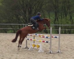 jumper Scarlett 704 (German Warmblood, 2012, from Staron II)