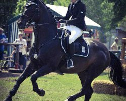 Pferd Quicklike (Oldenburger,  , von Quick Star)