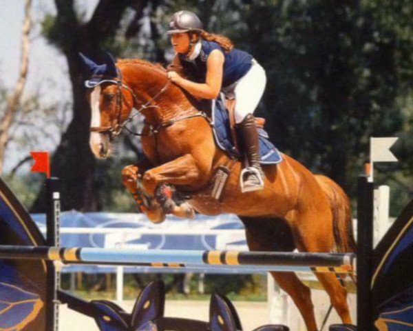 Pferd Speed de Vains (Selle Français, 2006, von Allegreto)