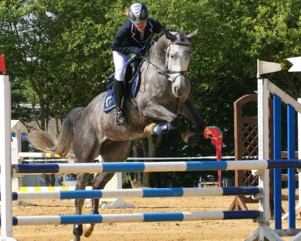 Springpferd Charlotte DT (Luxemburgisches Reitpferd, 2009, von Cancara)