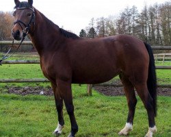 jumper Faraona (German Riding Pony, 2013, from For Next Generation)