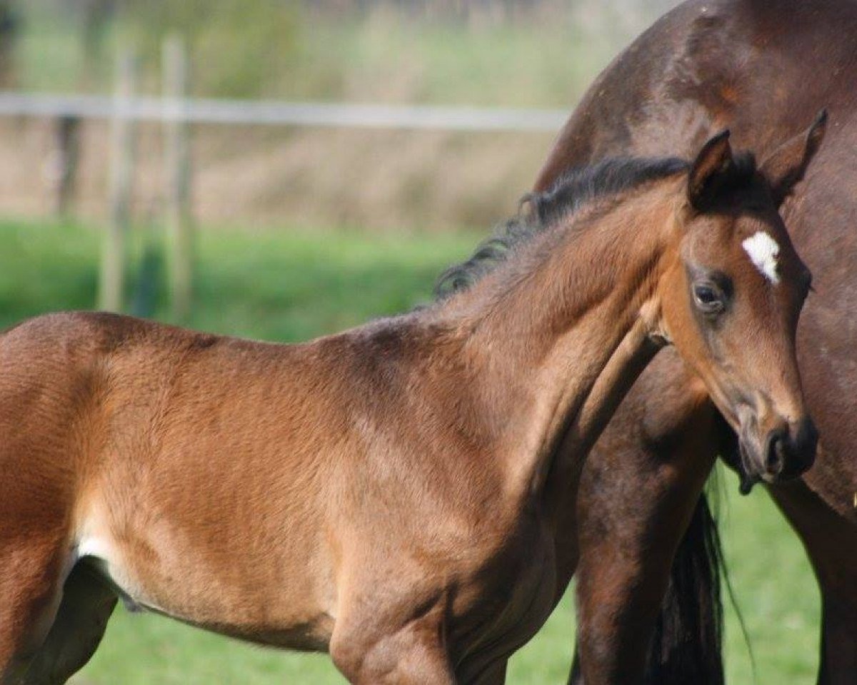 Dressurpferd Filia Leandra (Westfale, 2016, von Franziskus FRH)
