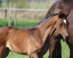 dressage horse Stute von Franziskus / Lenardo (Westphalian, 2016, from Franziskus FRH)