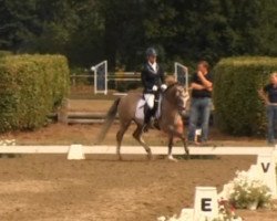 dressage horse Daytona Snow (German Riding Pony, 2009, from FS Don't Worry)