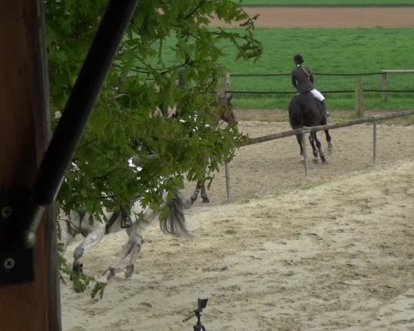 Reitturnier Xanten - Moermter 2018