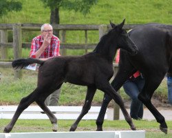 dressage horse Bella Bicolour MS (Hannoveraner, 2014, from Belantis)