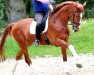 dressage horse Farbklecks (Hanoverian, 2009, from Formidabel)