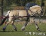 stallion Kunar (Fjord Horse, 1995, from Kolja Halsnæs)