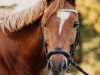 dressage horse Casper 331 (German Riding Pony, 2005, from Claus)