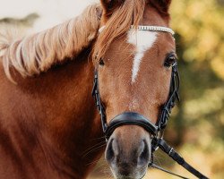 dressage horse Casper 331 (German Riding Pony, 2005, from Claus)