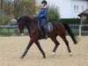 dressage horse Feiner Glanz (German Sport Horse, 2004, from Ferman)