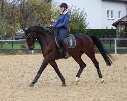 Dressurpferd Feiner Glanz (Deutsches Sportpferd, 2004, von Ferman)