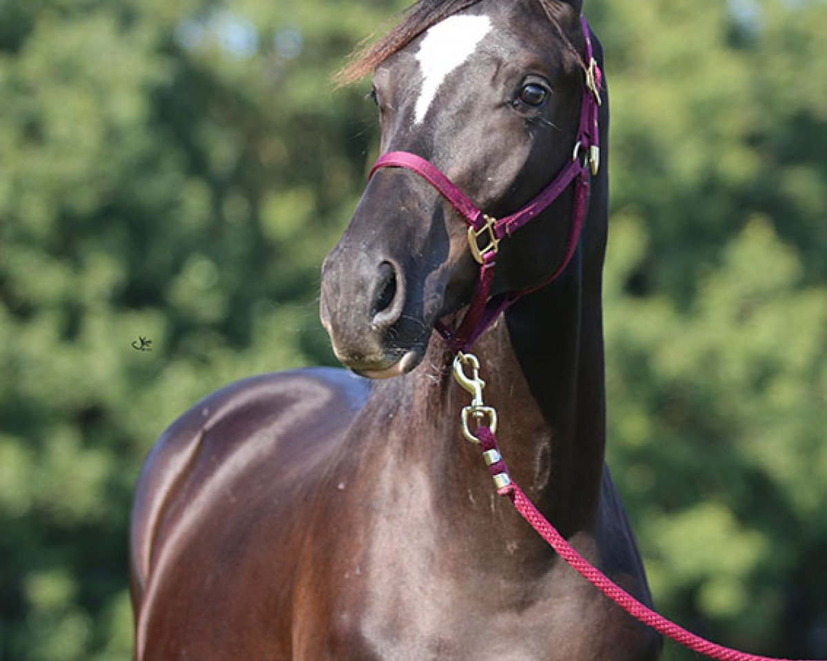 Dressurpferd Wallach von Zauberlord x Caprimond (Trakehner, 2014, von Zauberlord)