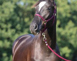 dressage horse Wallach von Zauberlord x Caprimond (Trakehner, 2014, from Zauberlord)